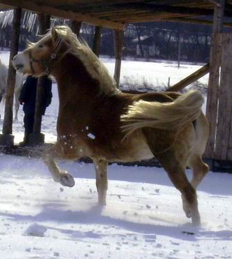 Bertik
